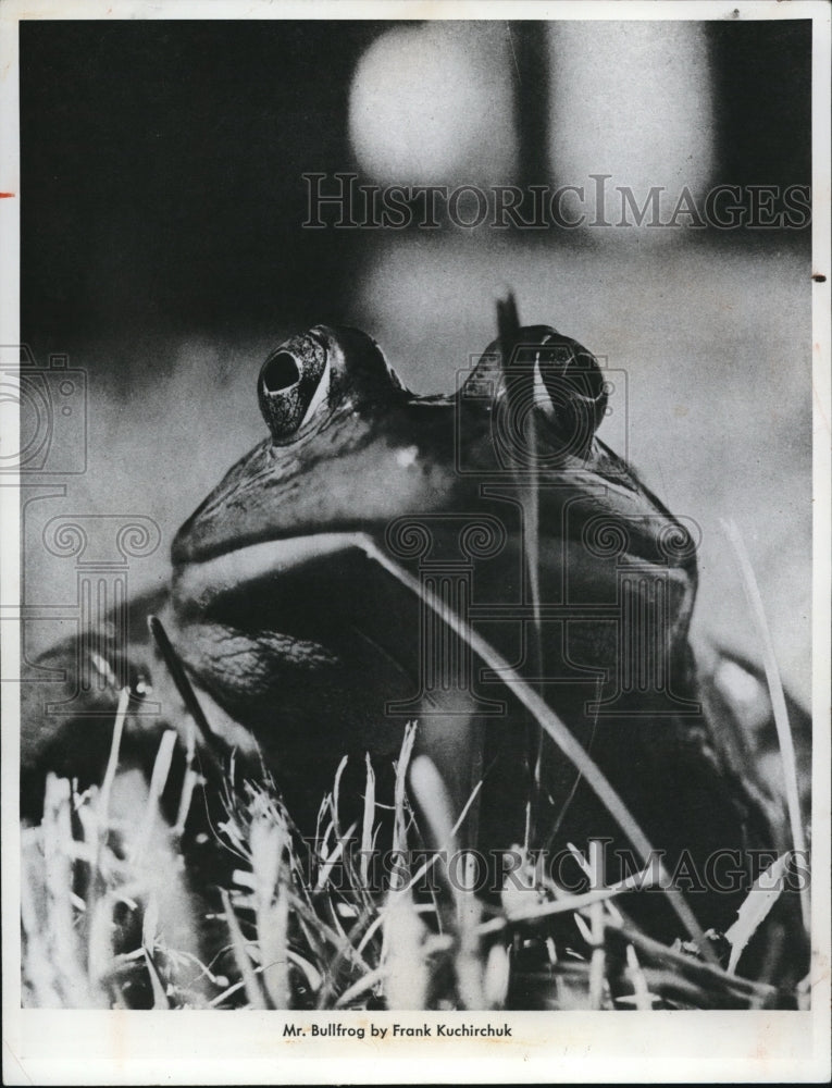 1965 Press Photo The Picture of Mr. Bullfrog by Frank Kuchirchuk - cva78798 - Historic Images