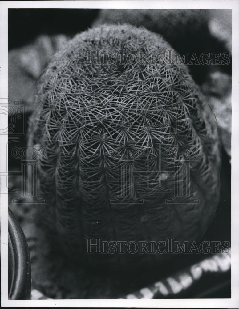 1970 Press Photo The &quot; Echinop&quot; or Drum Cactus - cva78933 - Historic Images