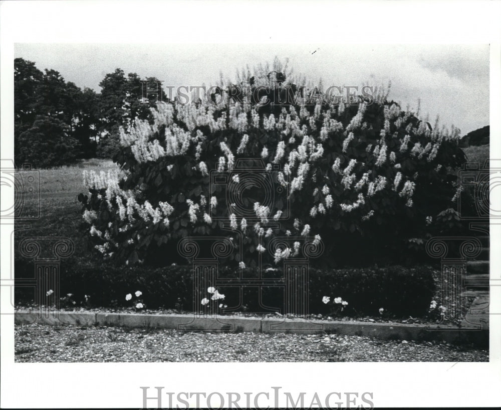 1989 Press Photo The Aesculus Parviflora - Historic Images