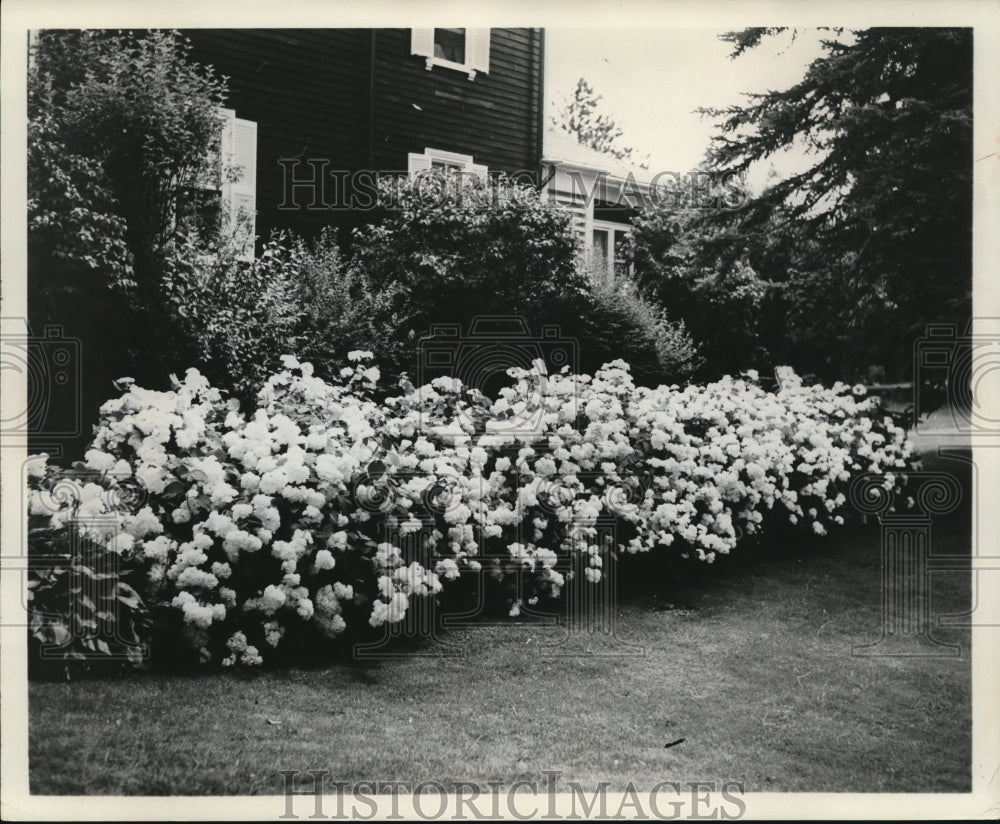 1981 Press Photo The Snowball &quot;Viburnum &quot; Plants - Historic Images