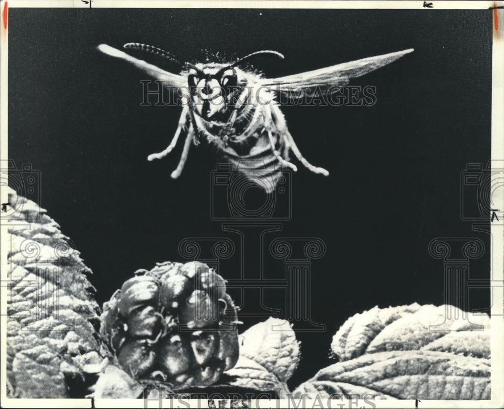 1981 Press Photo Bees - Historic Images