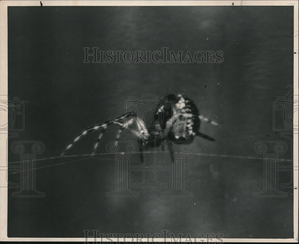 1982 Press Photo A close up look at a spider - Historic Images