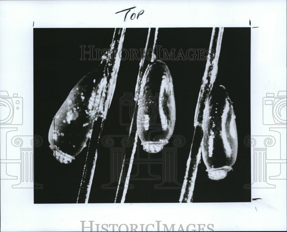 1989 Press Photo The lice - Historic Images