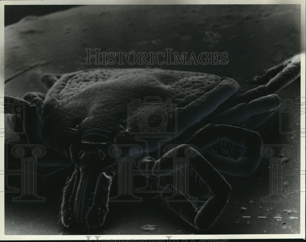 1985 Press Photo Lone star tick - Historic Images