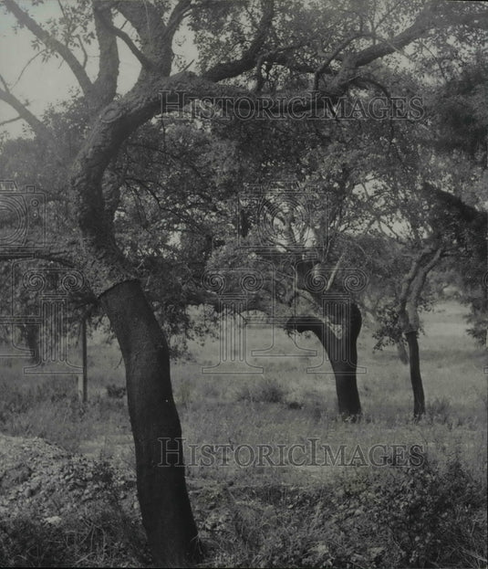 Press Photo The silk trees in Portugal - cva79403 - Historic Images