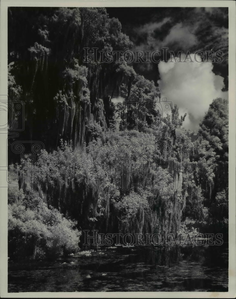 1965 The spectacular display of plants at Corkscrew Swamp Sanctuary - Historic Images