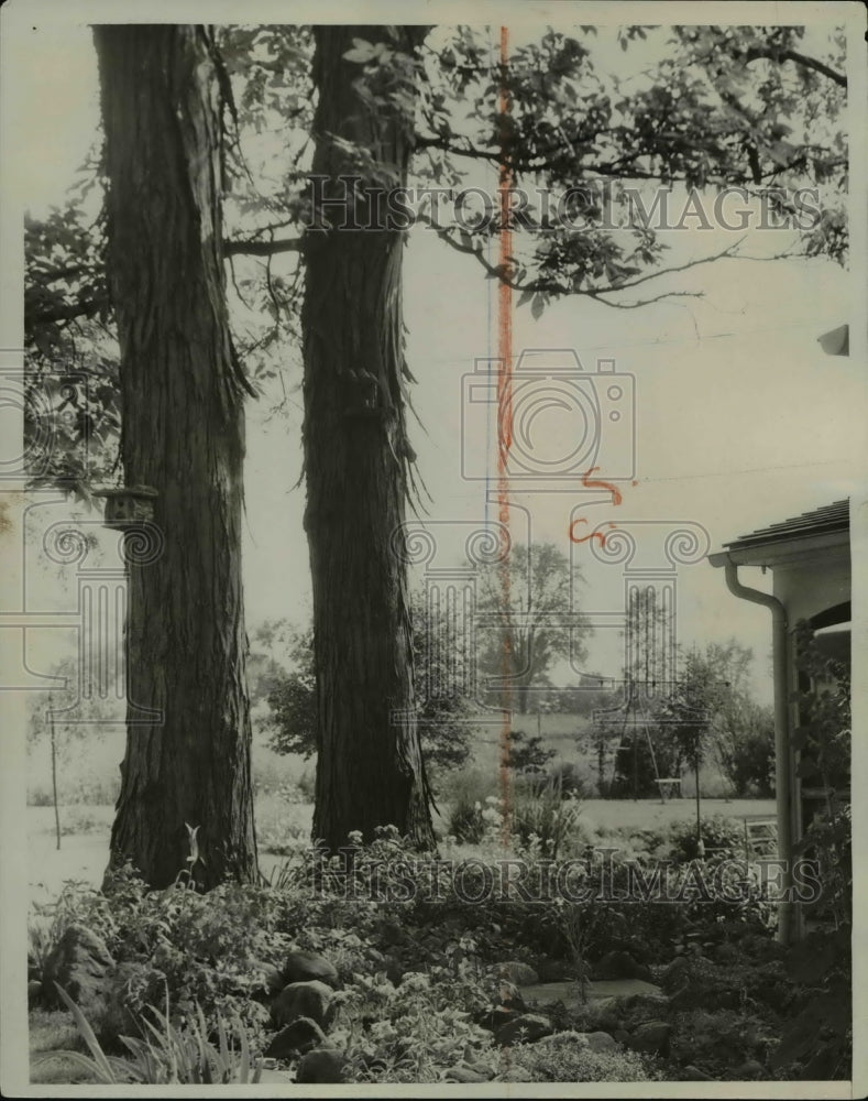 1934 The Shagbark hickory trees  - Historic Images