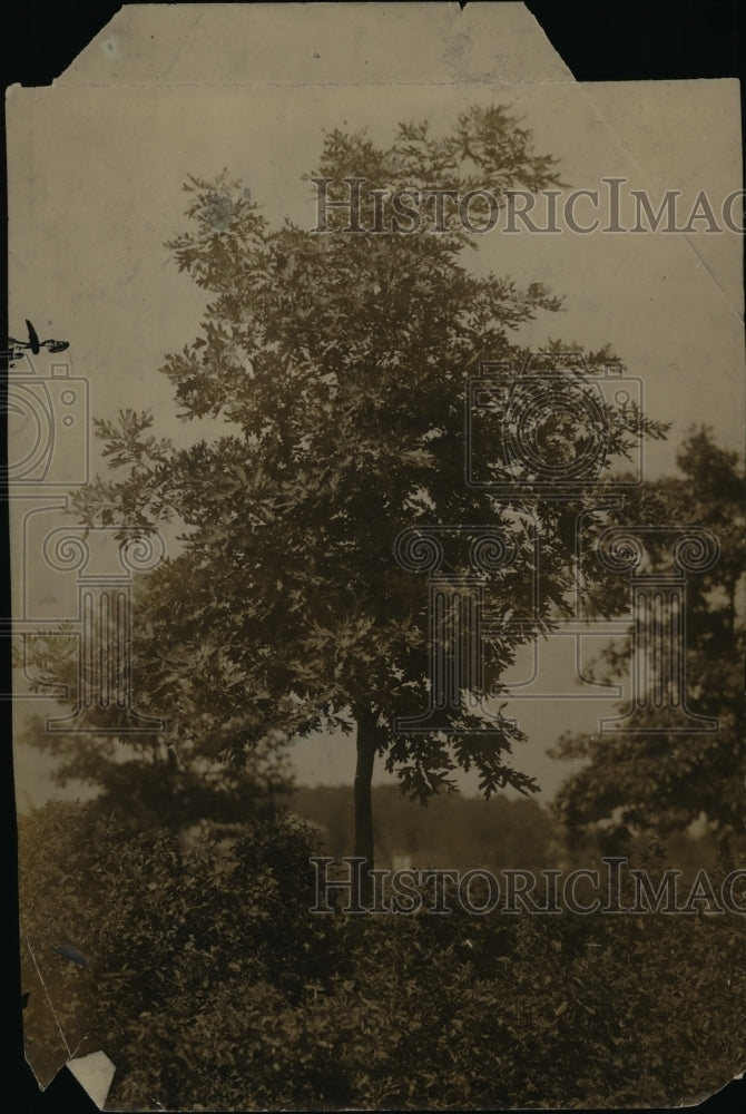 1911 The oak tree  - Historic Images