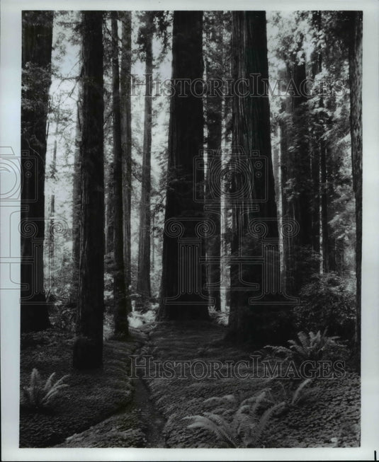 1984 Press Photo The forest monarch in Redwood empire of Northwestern California - Historic Images