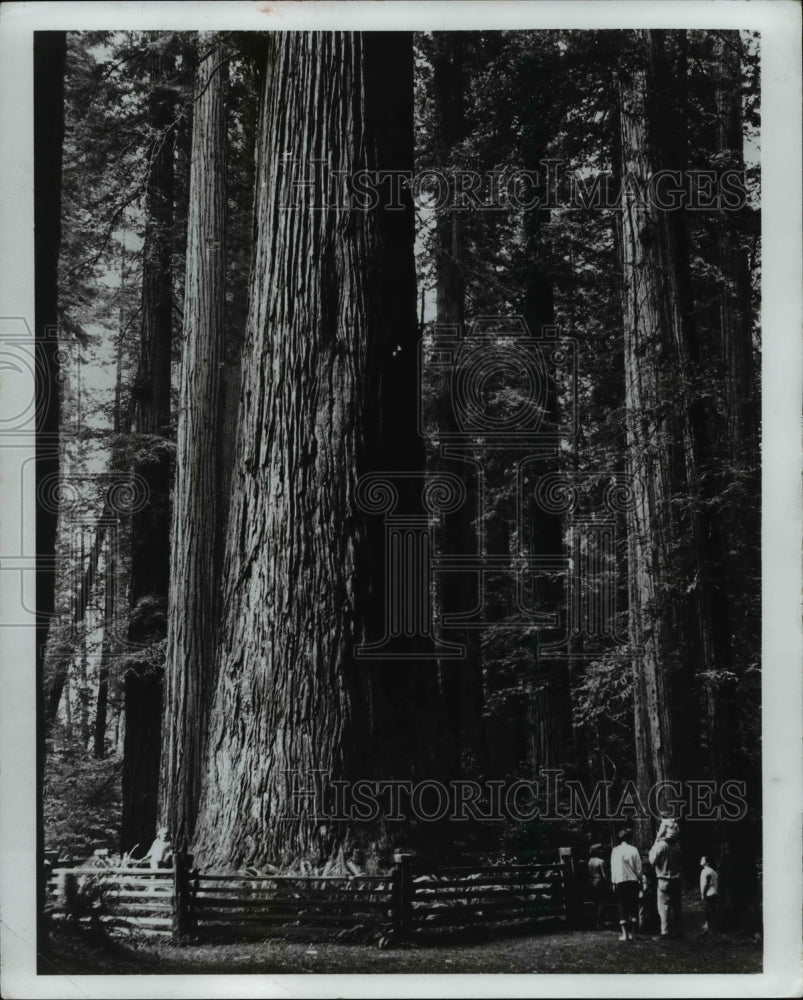 1972 Redwood trees at Redwood Dam National Park  - Historic Images