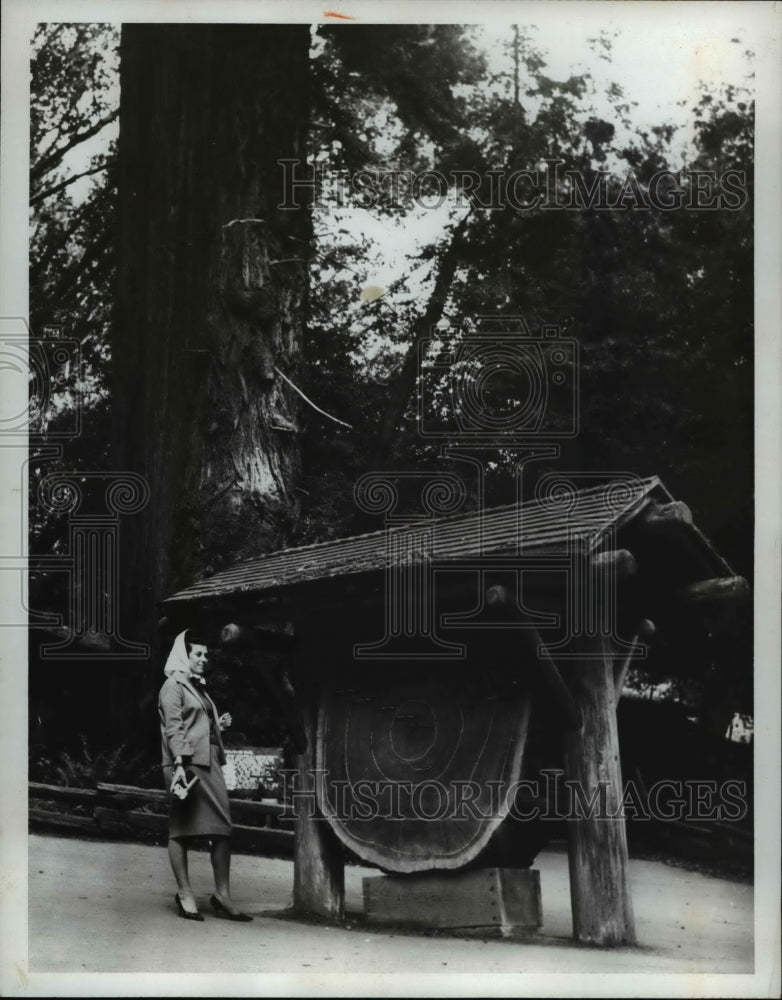 1965 Press Photo Sample tree in Muir Woods - cva79419-Historic Images