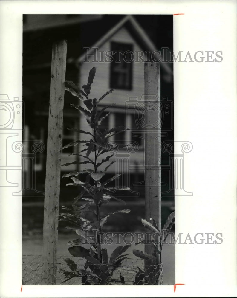 1991 Press Photo Saw Tooth Oak, W 44th and Whitman - cva79422-Historic Images