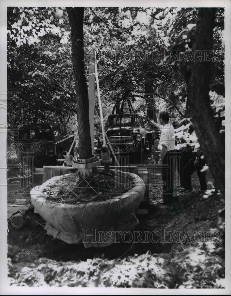 1963 Press Photo The steel collar around the tree trunk in Rockefeller Park - Historic Images