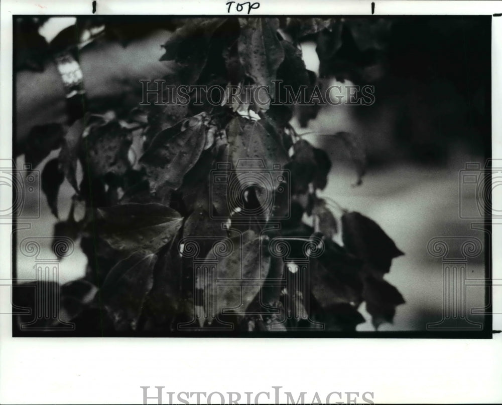 1989 Press Photo Trident maple tree - Historic Images