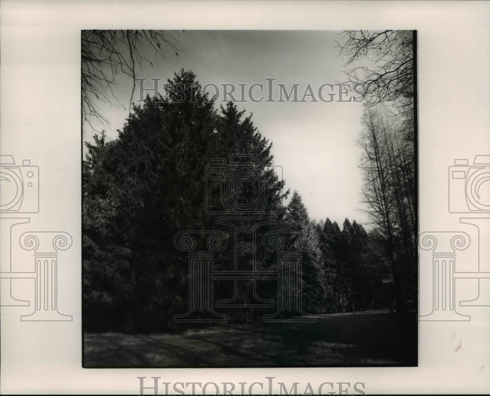 1993 Press Photo Forest plots of fir, spruce and deciduous conifers - cva79844-Historic Images