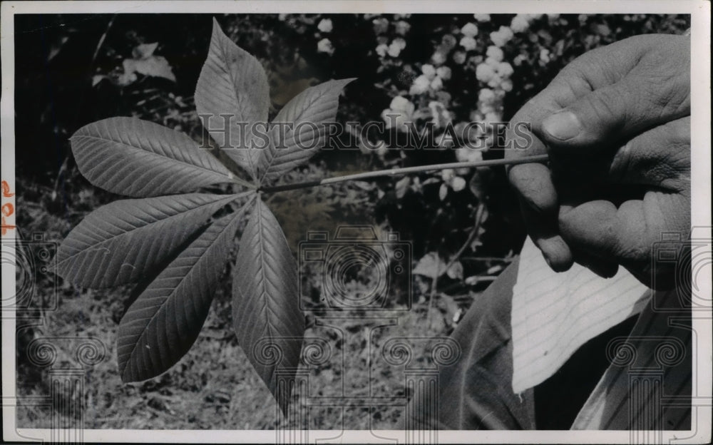 1966 Press Photo The Ohio Buckeye at the Miles School Garden - cva80282-Historic Images