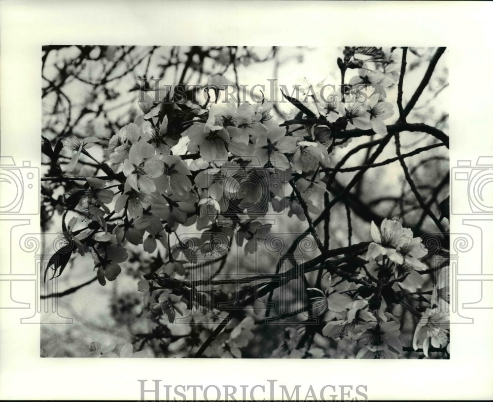 1989 Press Photo The variety of flowers in bloom - Historic Images