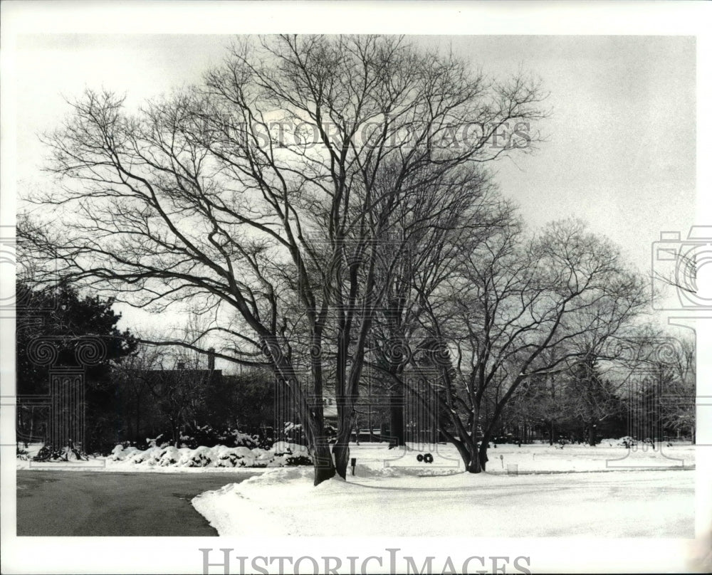 1988 Press Photo The Japanese Pagoda Trees at Lakeview Cemetery - cva80289 - Historic Images