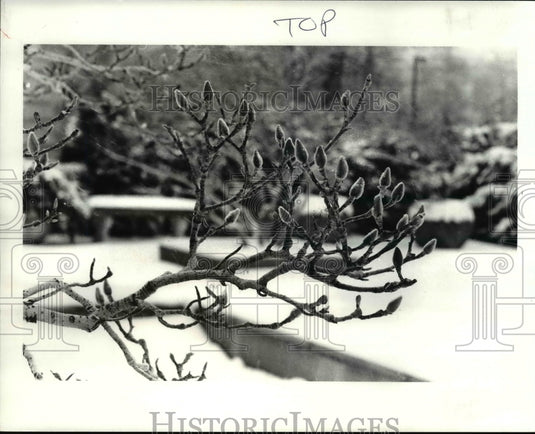 1985 Press Photo The buds of Saucer Magnolia - Historic Images