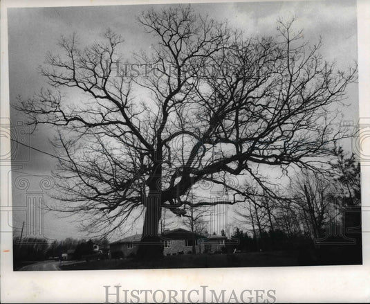1973 The two hundred fifty years old Oak tree near Brookside - Historic Images