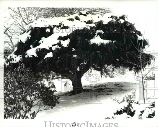 1988 Press Photo The Weeping Hemlock tree - Historic Images