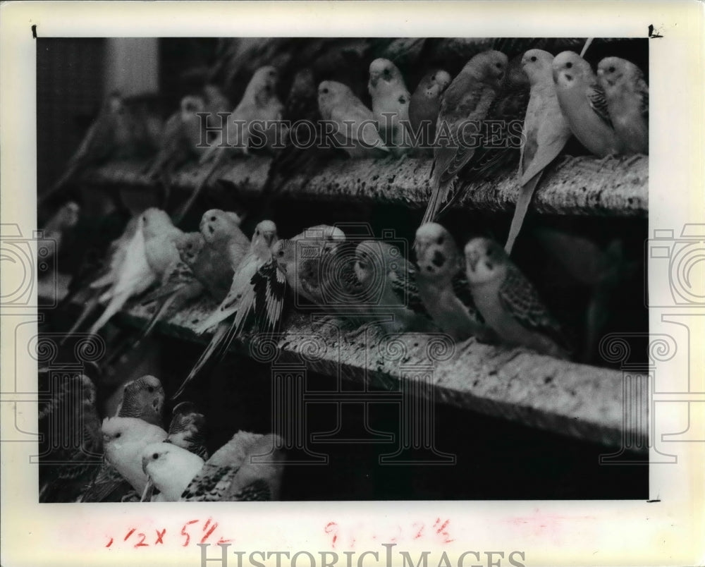 1978 Press Photo The Parakeets - cva80322 - Historic Images