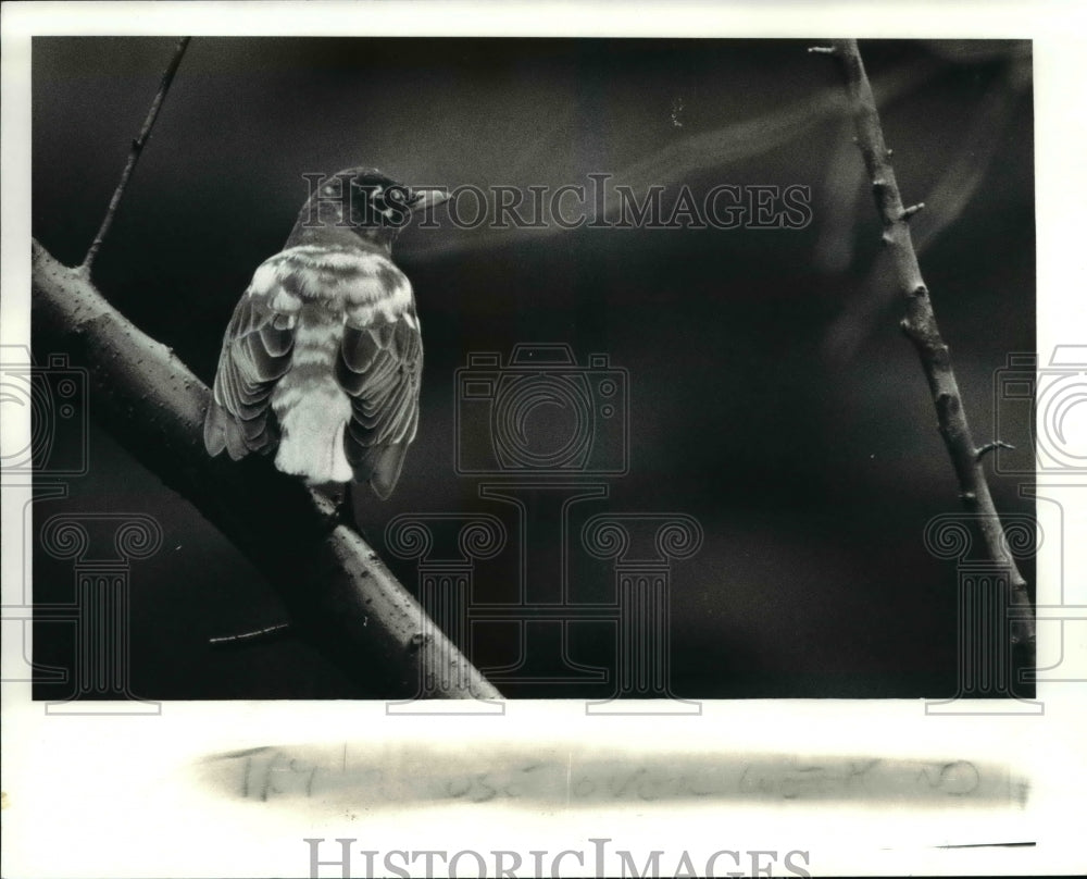 1982 Press Photo Albino robin - cva80332-Historic Images