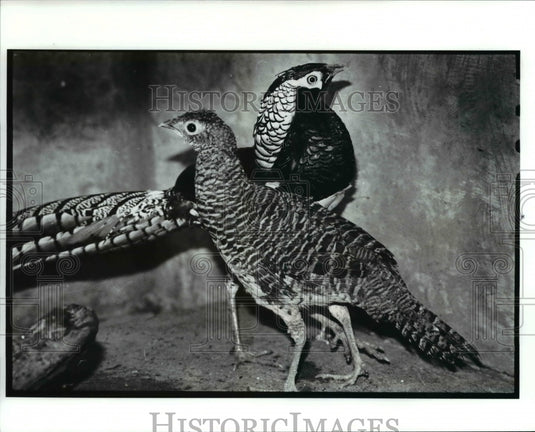 1988 Press Photo Chinese opper pheasants at the Cleveland Zoo - Historic Images