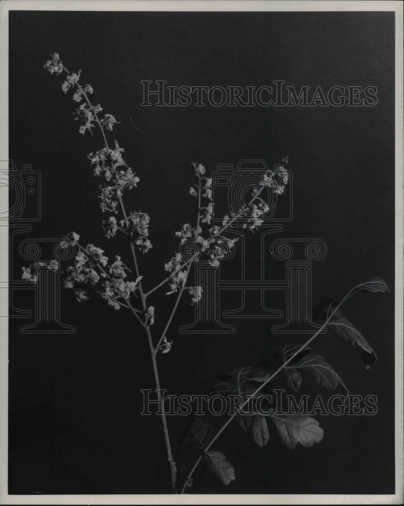 1969 Press Photo Golden Rain Tree - cva80525 - Historic Images