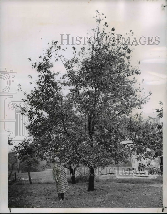 1961 Trees planted in 1948 now reached about 20 feet  - Historic Images