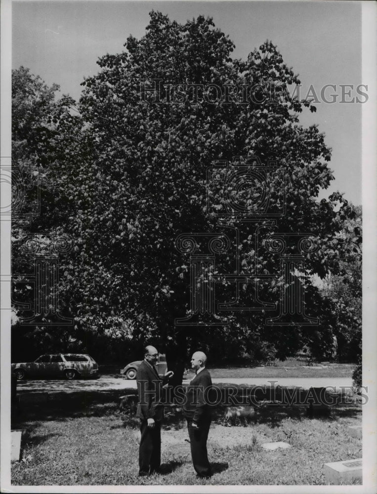 1965 Buckeye Tree in West Park Cemetery  - Historic Images