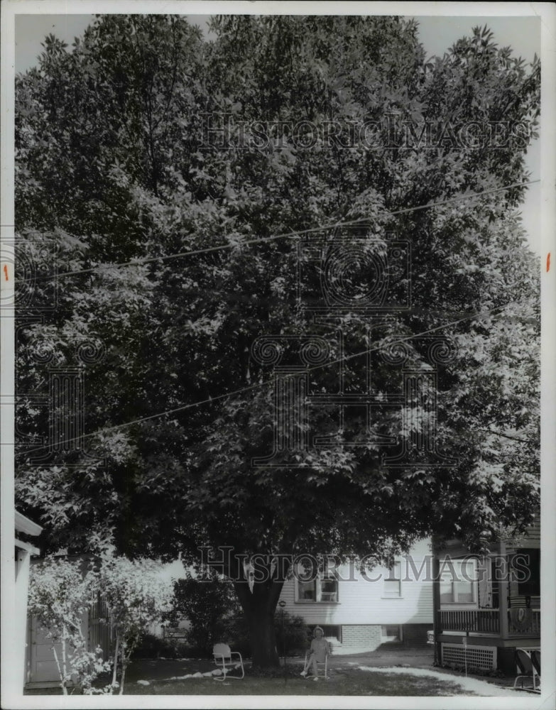 1966 Buckeye Trees  - Historic Images