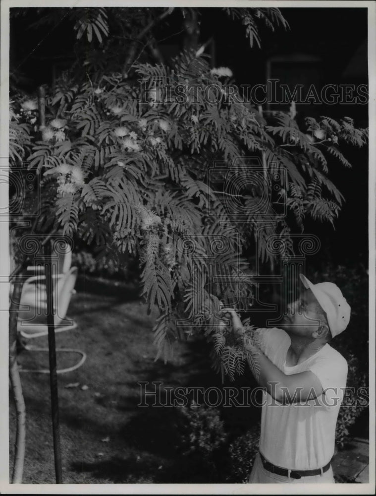 1967 James Sharp looks over his rare Mimosa tree  - Historic Images