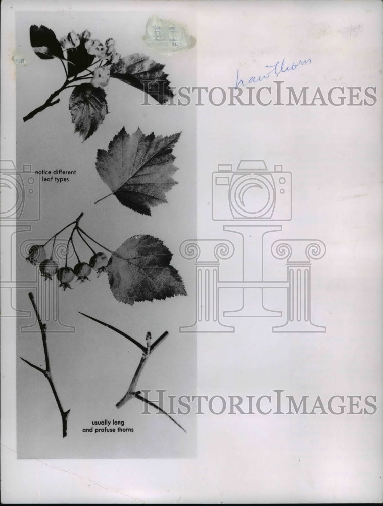 1963 Press Photo Hawthorn tree parts - cva80539-Historic Images