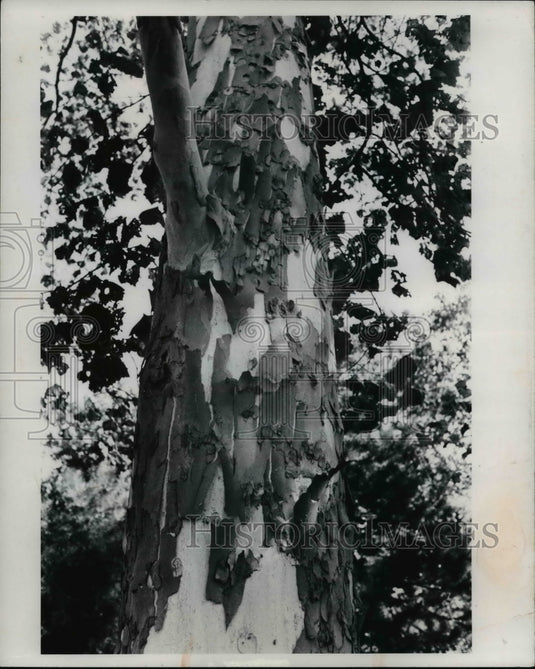 1977 Press Photo Bark takes on special importance after leaf fall - cva80547 - Historic Images