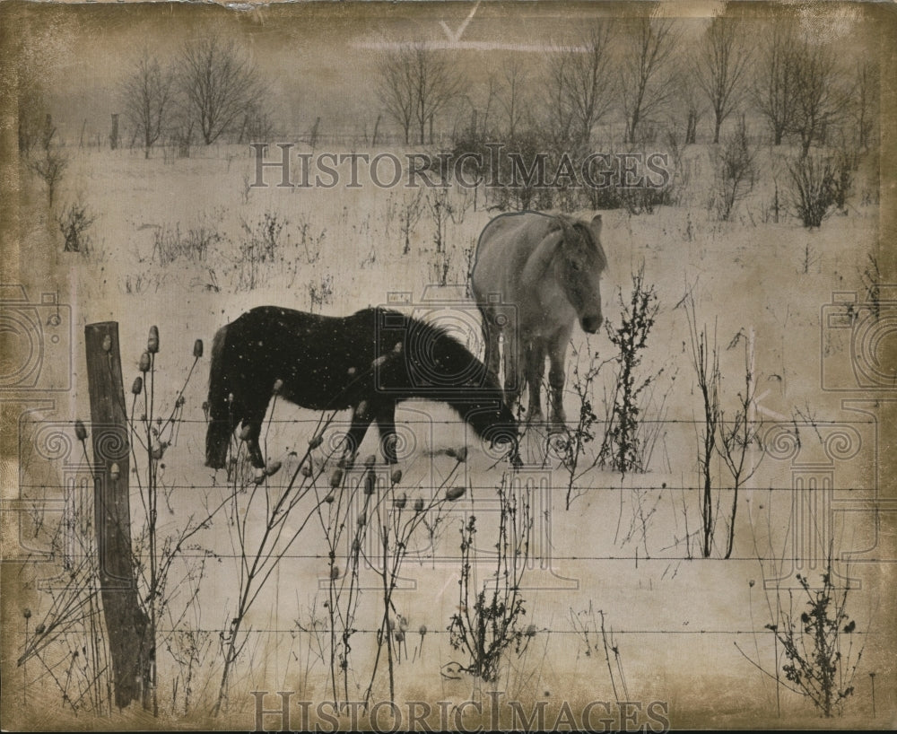 1971 Animals brave the weather on 608 in East Claridon  - Historic Images