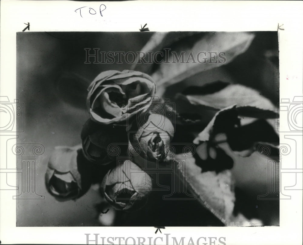 1984 Press Photo The crab apple flower, the rose bud type - Historic Images