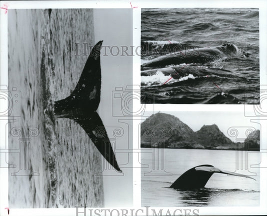 1988 Press Photo Gray whale fluke off the California Coast - Historic Images