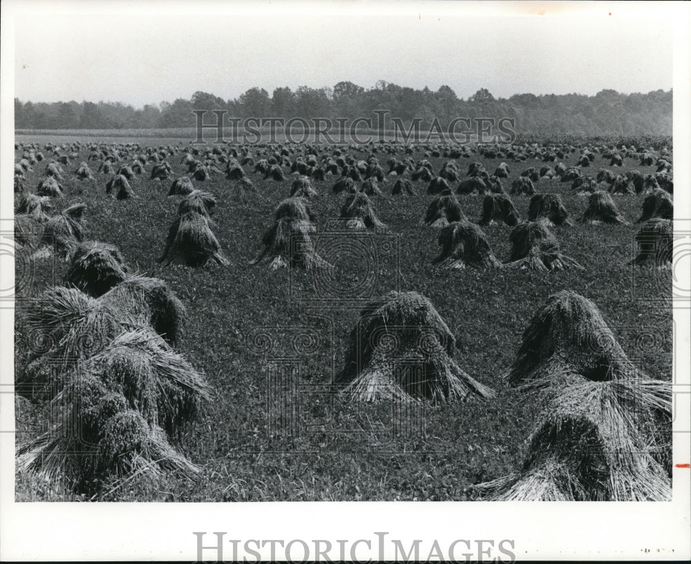 Press Photo Overabundance on an Amish farm near Mesopotamia in Trumbull Country-Historic Images