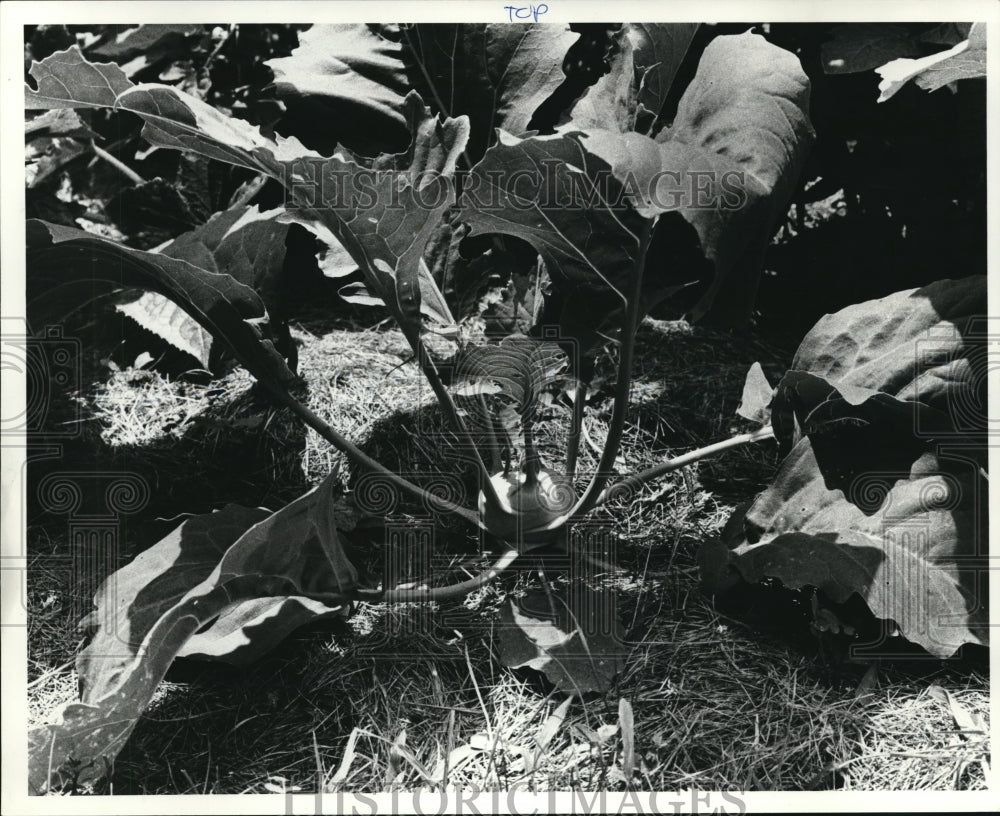 1986 Press Photo Kohlrabi - Historic Images