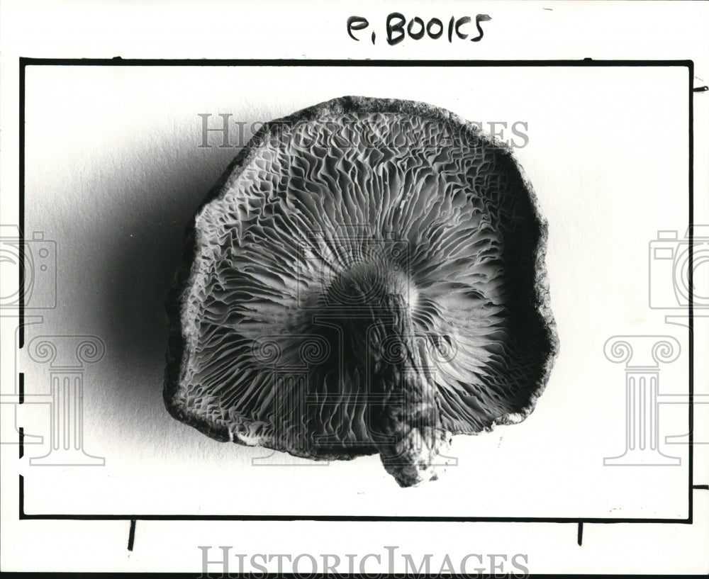 1988 Press Photo Shitake, black mushroom, or winter mushroom - Historic Images
