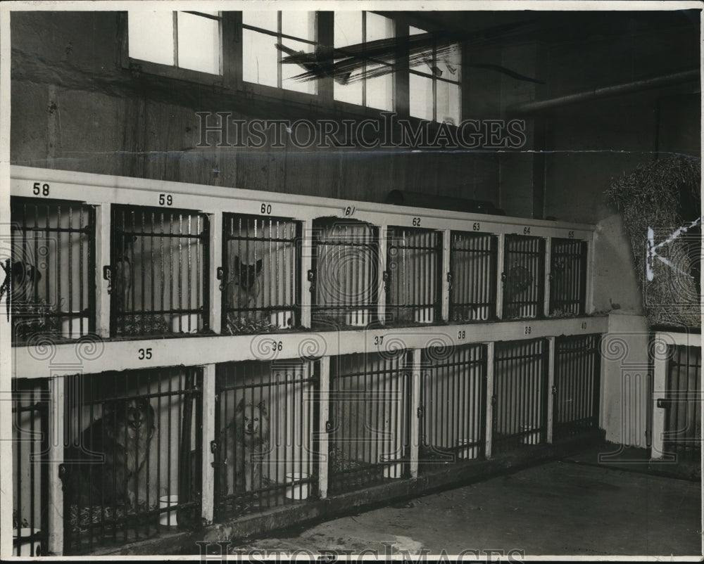 1932 Press Photo Interior View of S.P.C.A. Kennels - cva85511-Historic Images