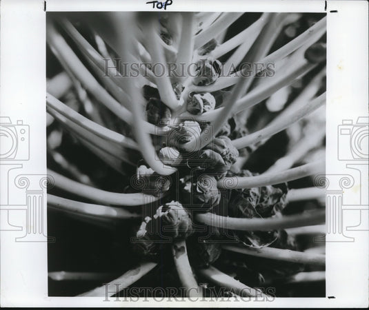 1986 Press Photo Brussels Sprouts - Historic Images