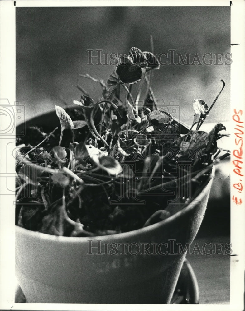 1987 Press Photo Vegetables Violets - Historic Images