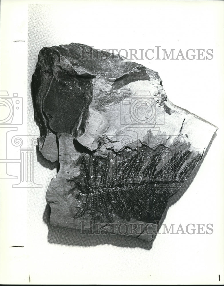 1982 Press Photo Plant fossils, fern Pecopteris - Historic Images