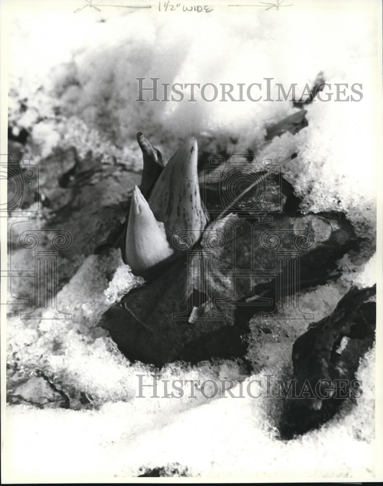 1982 Press Photo Skunk cabbage sprouts can melt in snow - cva86571 - Historic Images