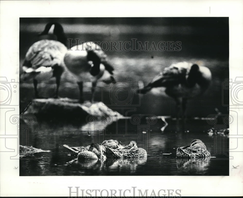 1984 Press Photo Canada Geese and Mallard ducks in Sanctuary Marsh - Historic Images