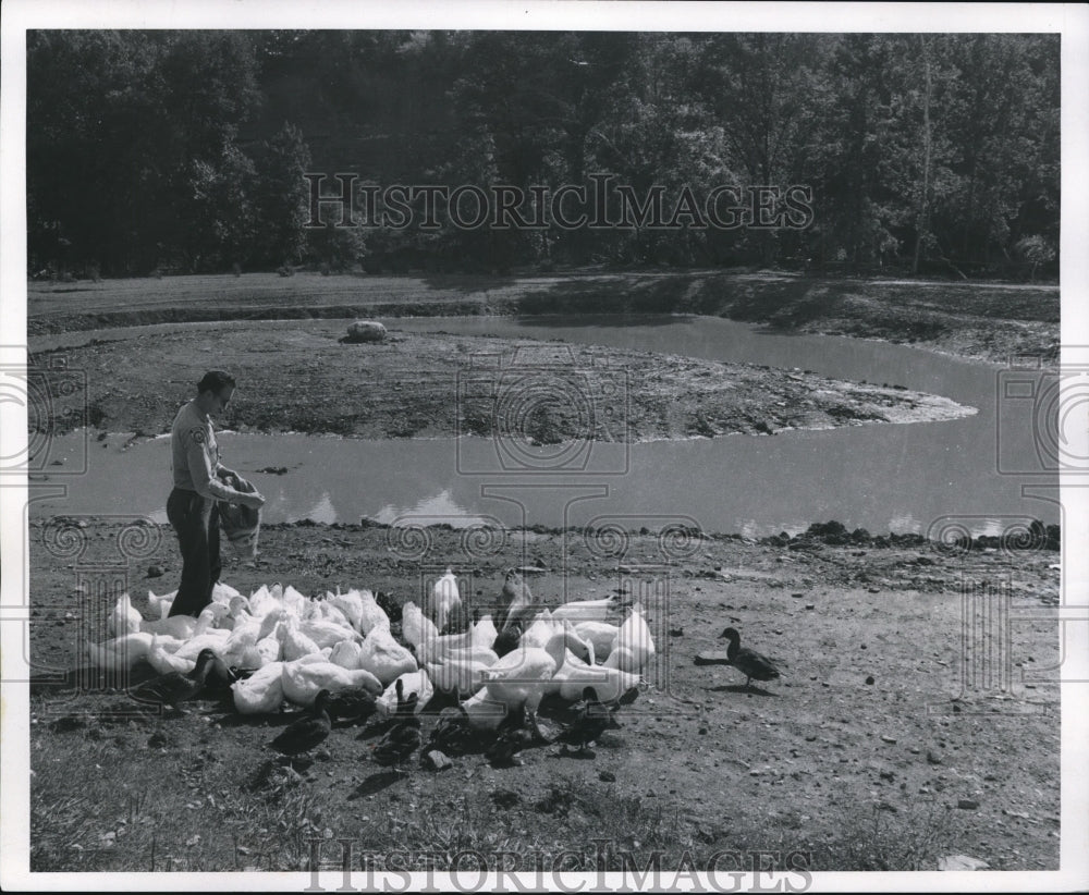 1969 Press Photo Ranger Robert Hartke feeds the ducks at Park Pond. - cva86963 - Historic Images