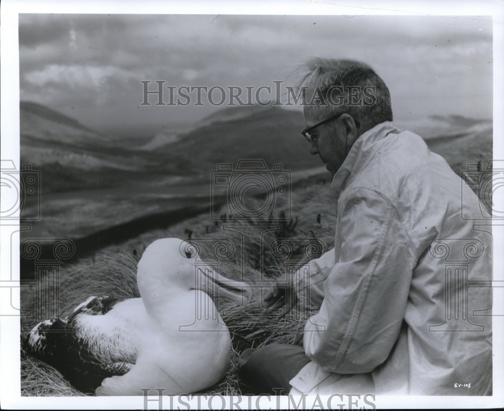 Undated Dr. Alfred Baikey and Giant Albatross at Campbell Island. - Historic Images