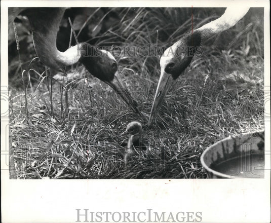 1966 Cranes feeding  - Historic Images